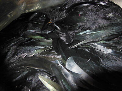 Gros lot de plumes vintage noires irisées vert chapeau modiste N°9 B7
