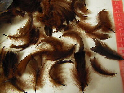 Gros lot de plumes vintage marrons chapeau modiste N°13 B7