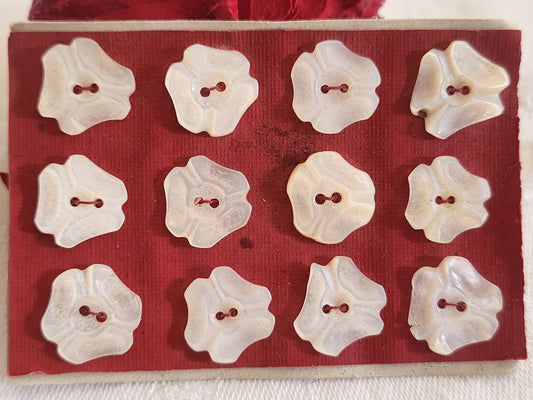 Rare petite plaque boutons anciens en nacre  1,3 cm  lot de 12 n°1E