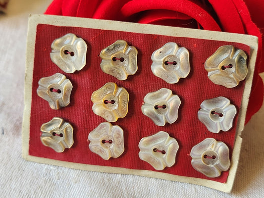 Rare petite plaque boutons anciens en nacre  1,3 cm  lot de 12 n°25