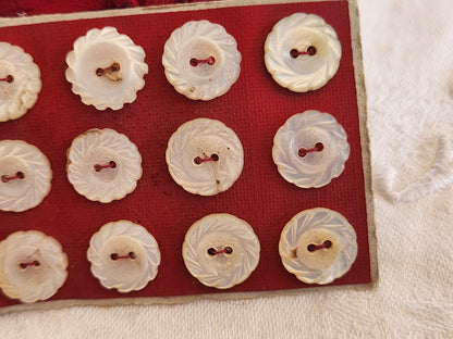 Rare petite plaque boutons anciens en nacre  1,2 cm  lot de 12 n°4L