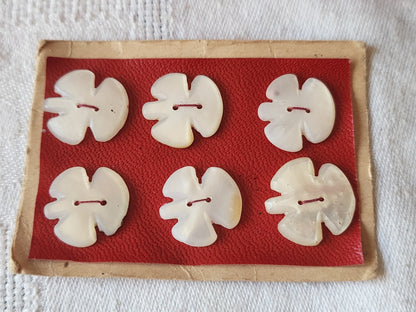Rare petite plaque boutons anciens en nacre  1,7 cm  lot de 6 n°46