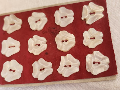 Rare petite plaque boutons anciens en nacre  1,3 cm  lot de 12 n°1E