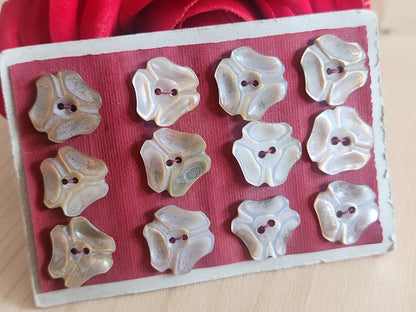 Rare petite plaque boutons anciens en nacre  1,3 /1,4 cm  lot de 12 n°76