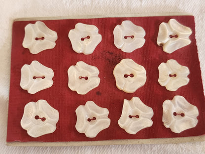 Rare petite plaque boutons anciens en nacre  1,3 cm  lot de 12 n°1E
