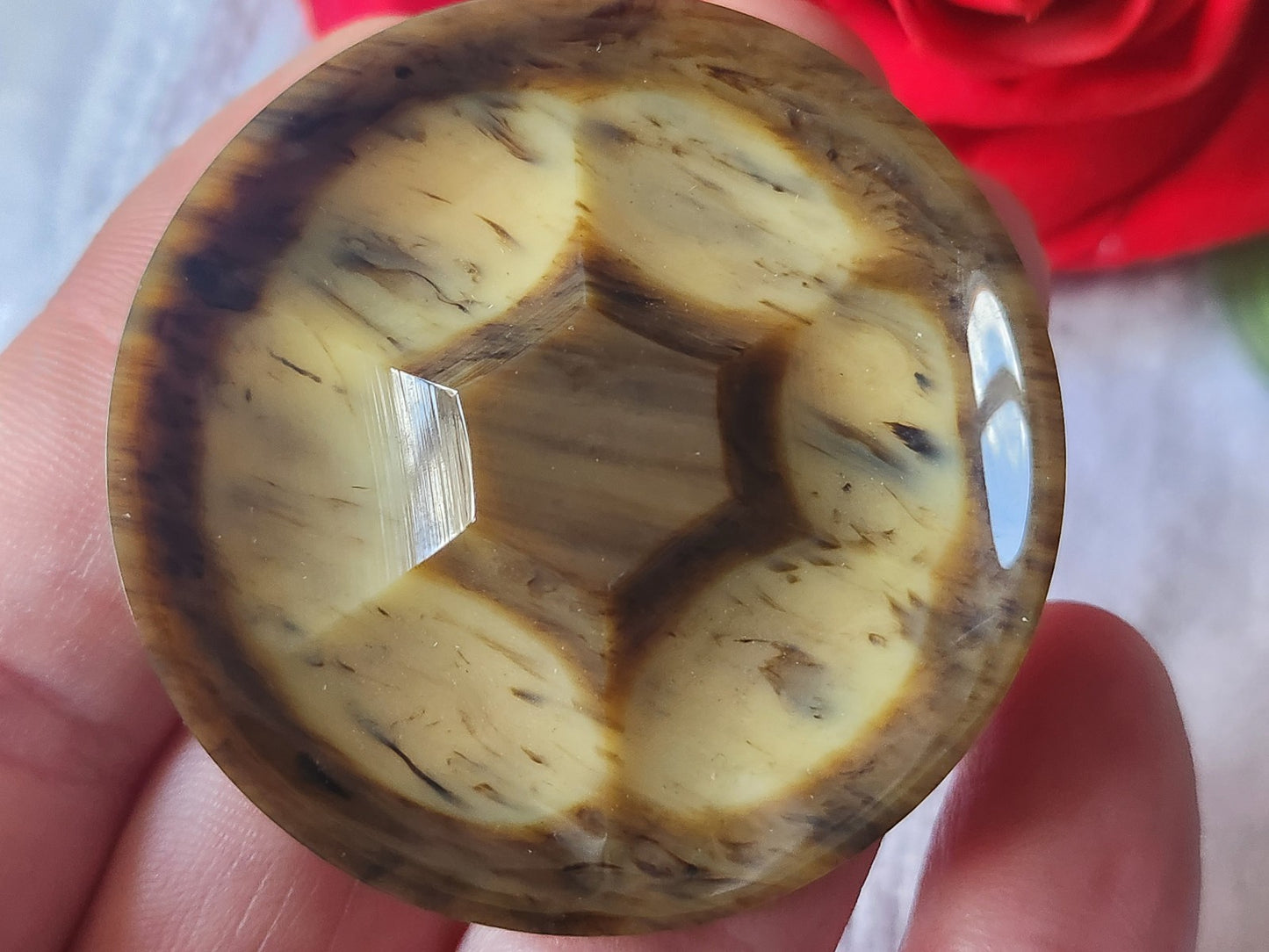 Gros bouton ancien art déco galalithe année 20/30  5 cm ou 50 mm ref 2126