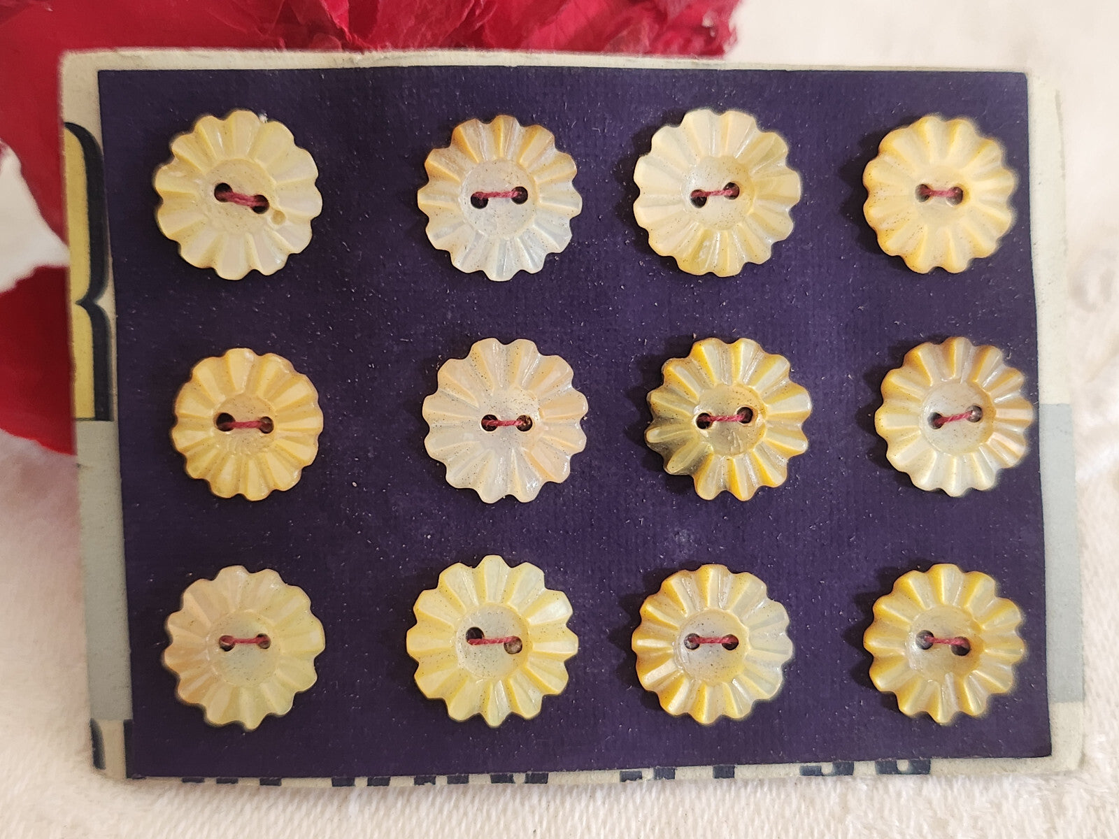 Rare petite plaque boutons anciens en nacre  1,1 cm  lot de 12 n°4G