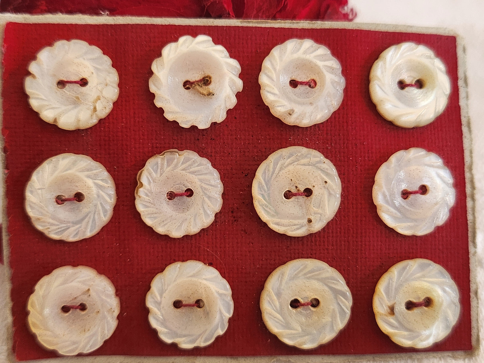 Rare petite plaque boutons anciens en nacre  1,2 cm  lot de 12 n°4L