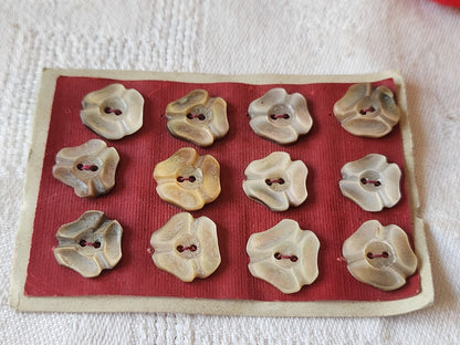 Rare petite plaque boutons anciens en nacre  1,3 cm  lot de 12 n°25