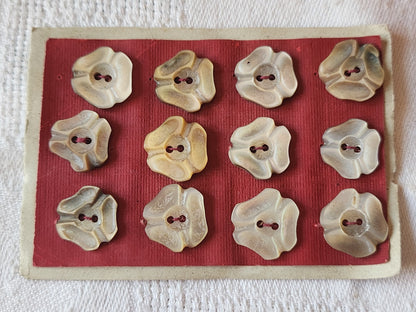 Rare petite plaque boutons anciens en nacre  1,3 cm  lot de 12 n°25