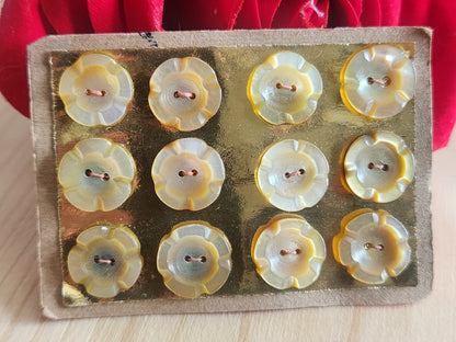 Rare petite plaque boutons anciens en nacre  1,2 cm  lot de 12 n°73