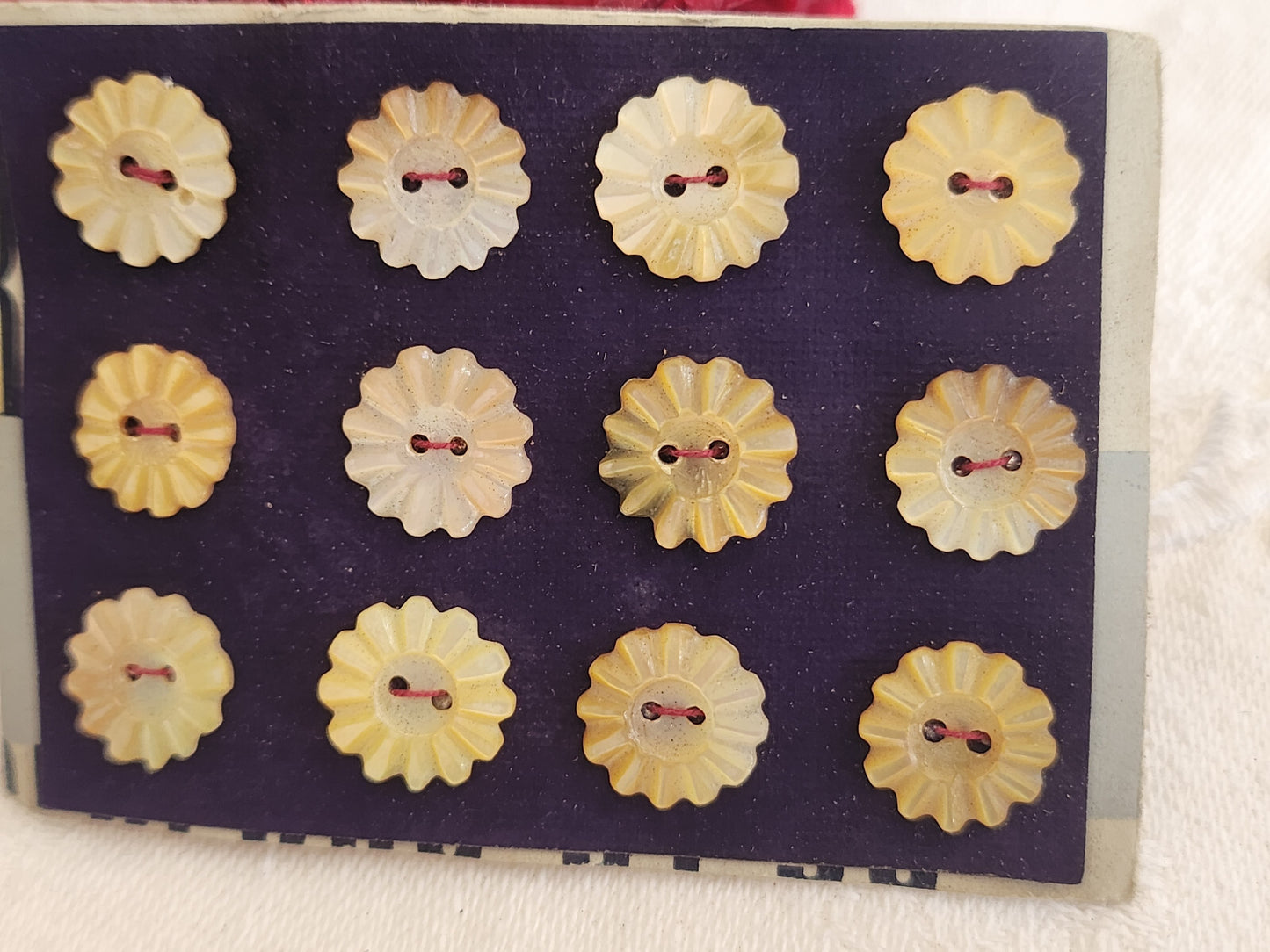 Rare petite plaque boutons anciens en nacre  1,1 cm  lot de 12 n°4G